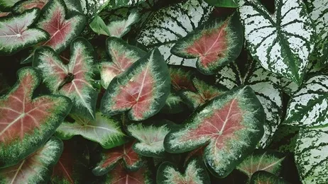 ต้นบอนสีหลายสายพันธุ์