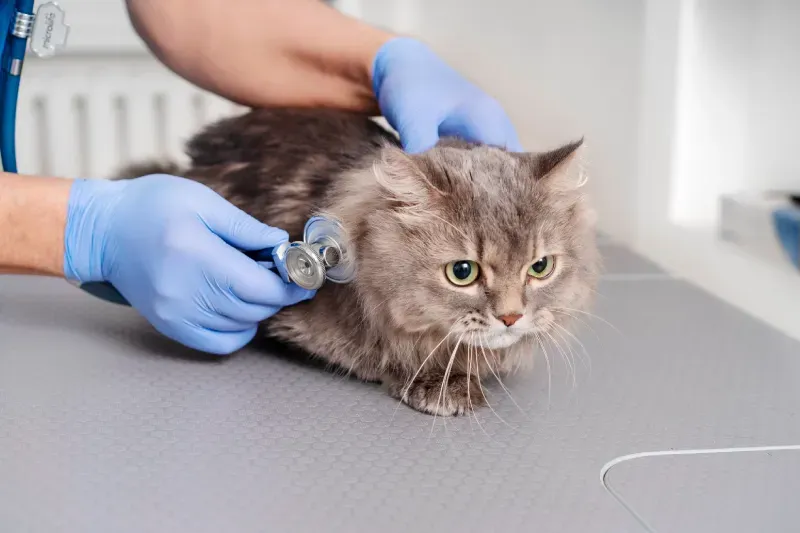 cost-treating-sick-cat-is-expensive