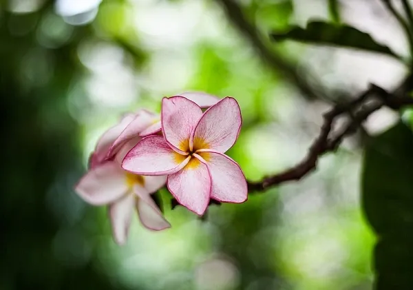 ดอกลีลาวดีบนต้น