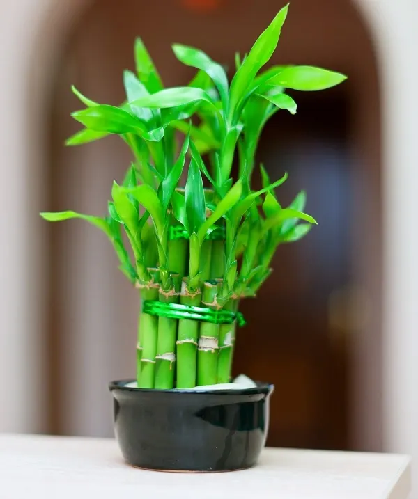 ไผ่กวนอิมต้นเล็ก ไผ่กวนอิมต้นเล็ก