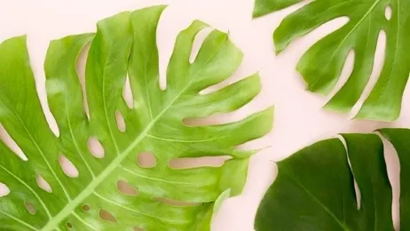 ต้นมอนสเตอร่ามีความโดเด่นที่ใบหยัก