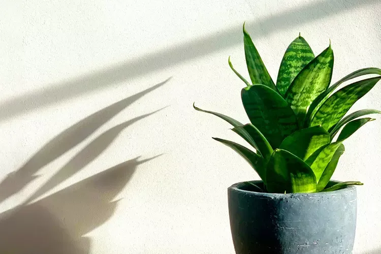 ต้นลิ้นมังกรแคระ มีไว้ติดบ้านเสริมมงคลให้ผู้พักอาศัย ต้นลิ้นมังกรแคระ มีไว้ติดบ้านเสริมมงคลให้ผู้พักอาศัย