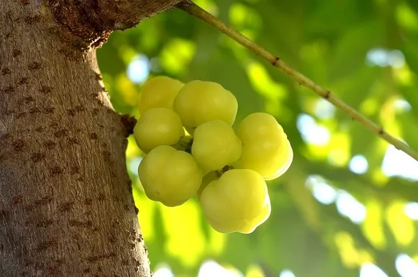 ลูกมะยมดกเต็มต้น ลูกมะยมดกเต็มต้น