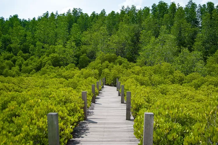 ทุ่งโปรงทอง ทุ่งสีทองสดใสในป่าชายเลนปากน้ำประแส ทุ่งโปรงทอง ทุ่งสีทองสดใสในป่าชายเลนปากน้ำประแส