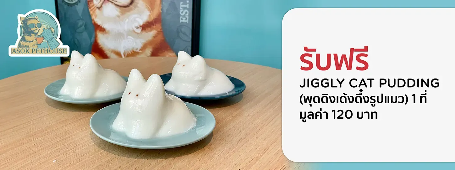 อโศก เพ็ทเฮ้าส์ (คาเฟ่แมว) อโศก เพ็ทเฮ้าส์ (คาเฟ่แมว)