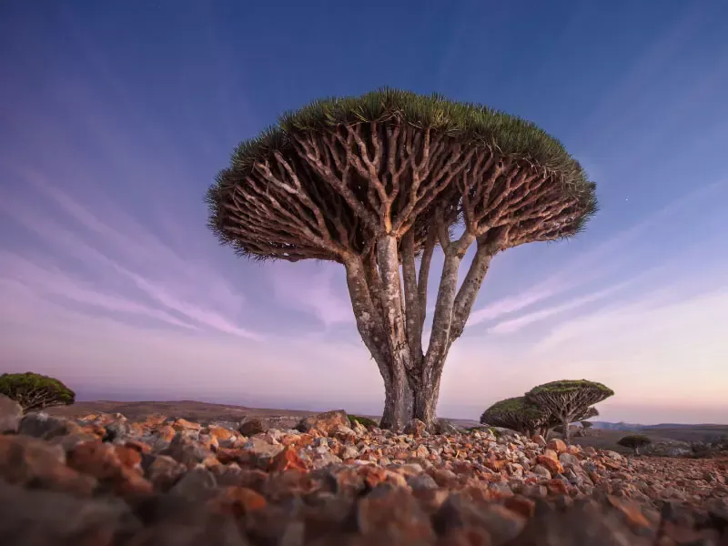 เกาะโซโคตร้า เกาะโซโคตร้า