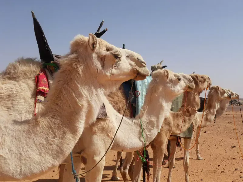 เผ่าซารานิค (Zaraniq) เผ่าซารานิค (Zaraniq)