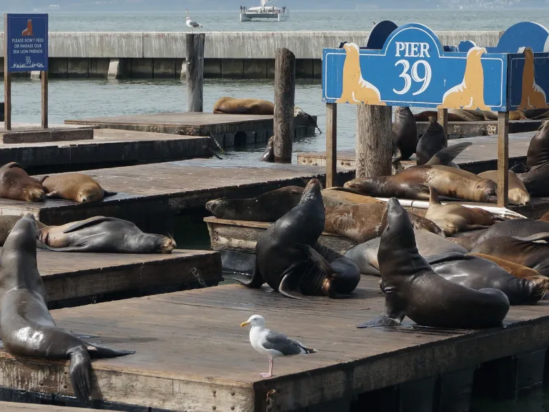 เพียร์ 39