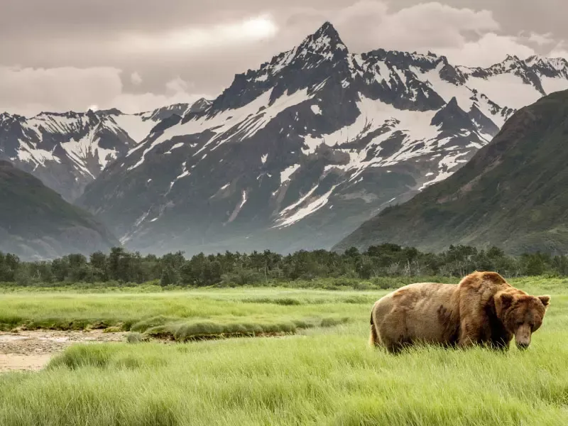 หมีกริซลี หมีกริซลี