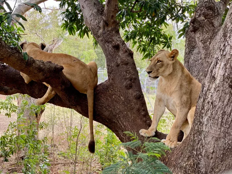 Flic en Flac Flic en Flac