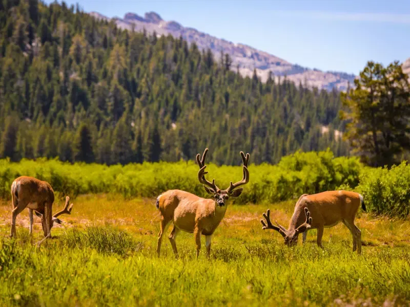 ภูเขาฮาล์ฟโดม (Half Dome) ภูเขาฮาล์ฟโดม (Half Dome)