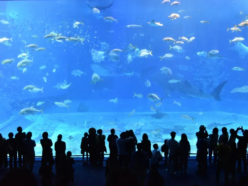 พิพิธภัณฑ์สัตว์น้ำชูราอูมิ โอกินาว่า ที่เที่ยวญี่ปุ่นยอดฮิตสำหรับเด็ก