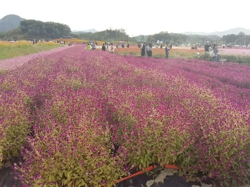 สวนยังจู นารี