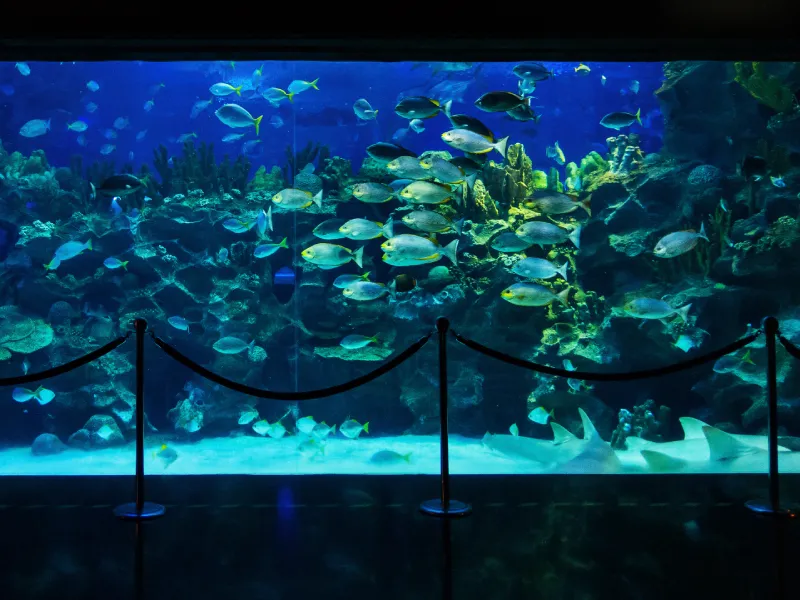 พิพิธภัณฑ์สัตว์น้ำ KLCC ที่เที่ยวมาเลเซีย