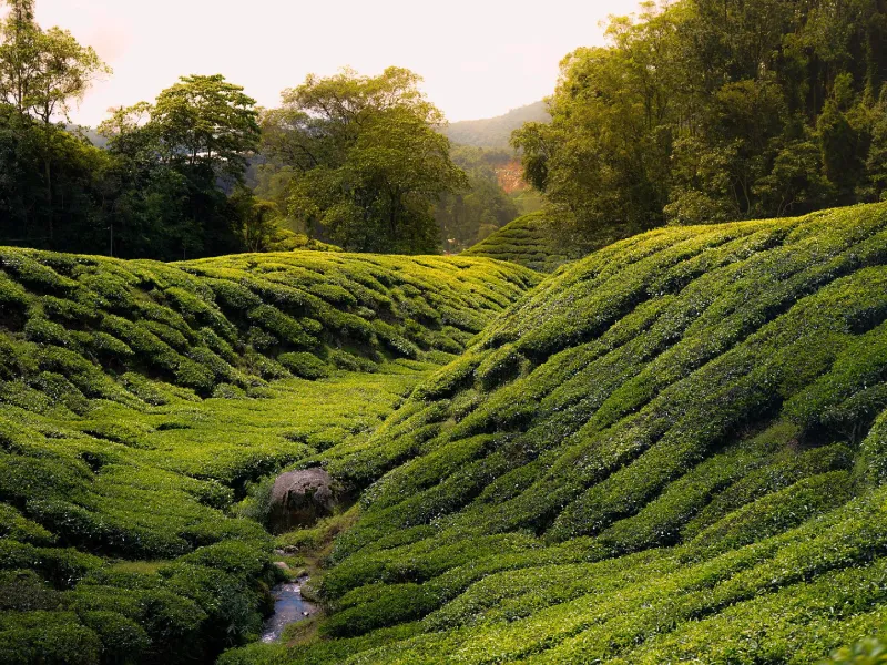 คาเมร่อน ไฮแลนด์ มาเลเซีย