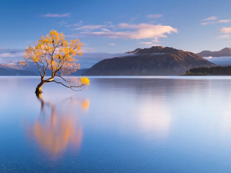 That Wanaka Tree เมือง Wanaka - New Zealand