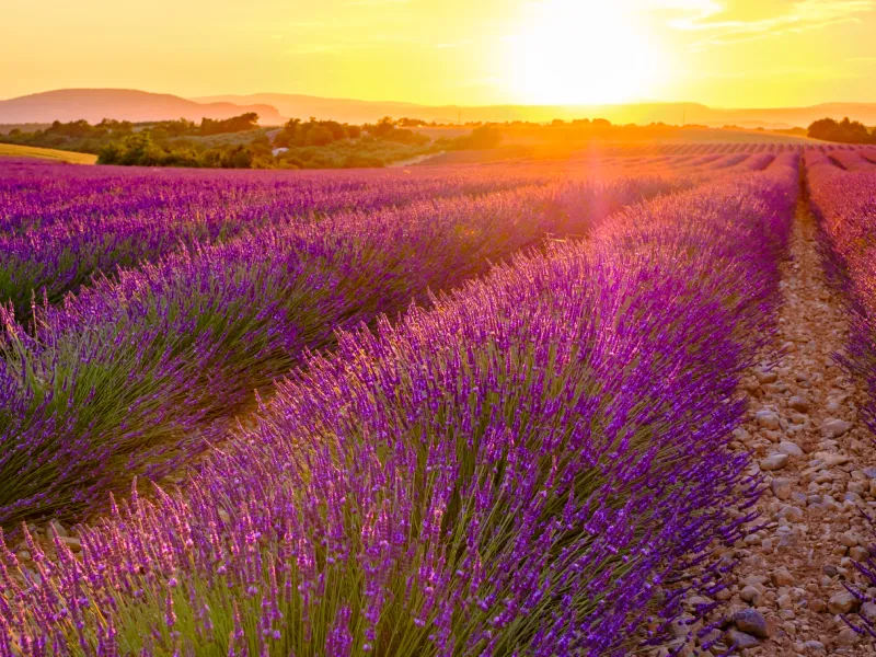 ทุ่งดอกลาวเวนเดอร์ เที่ยวฝรั่งเศสตอนใต้
