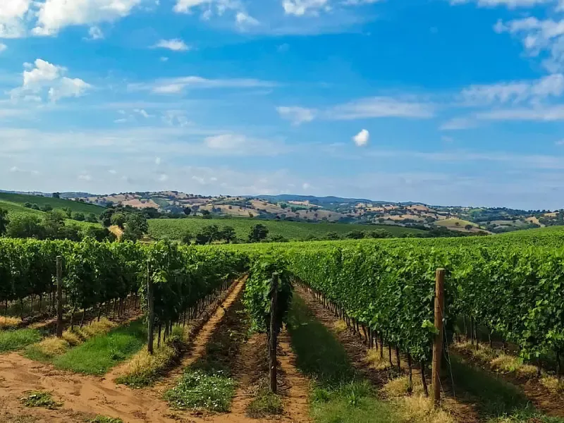 ไร่องุ่น ไร่องุ่น