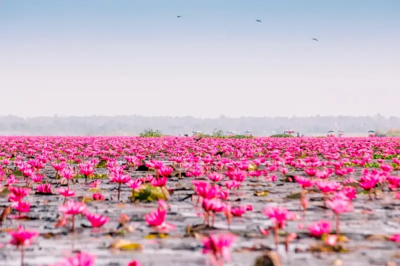 ทะเลบัวแดง จังหวัดอุดรธานี