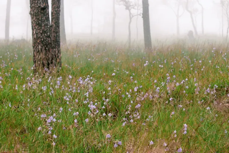 อุทยานแห่งชาติภูสอยดาว จ.อุตรดิตถ์