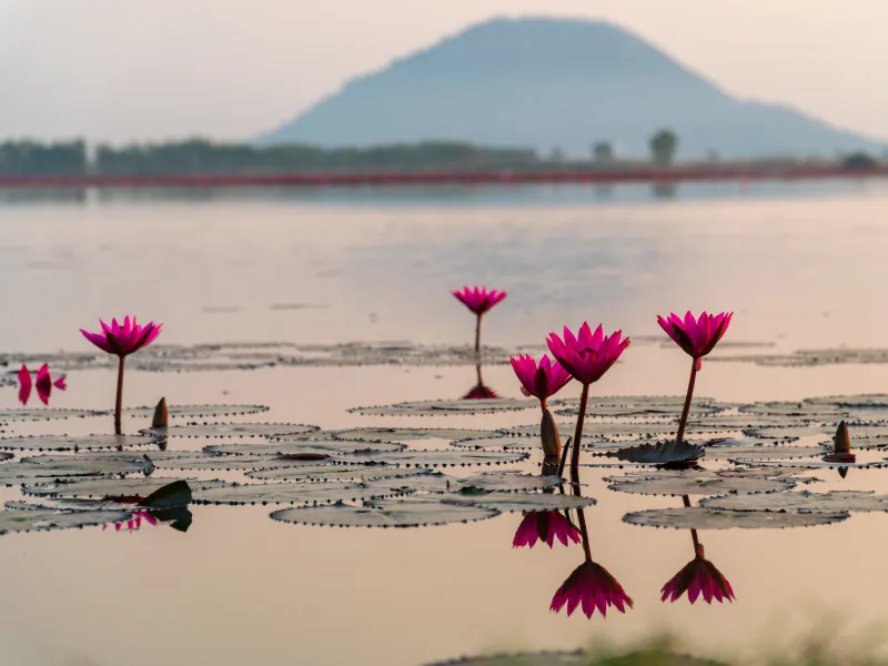 บึงบอระเพ็ด เที่ยวนครสวรรค์ บึงบอระเพ็ด เที่ยวนครสวรรค์