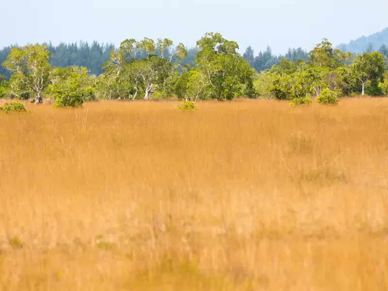 ทุ่งหญ้าสะวันนาของเมืองไทย เกาะพระทอง