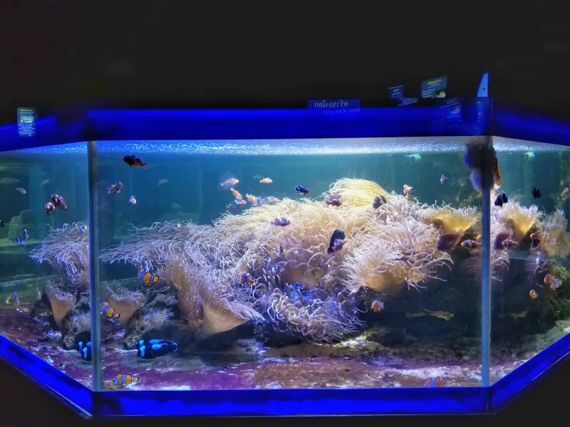 เที่ยวเกาหลี Yeongjongdo Seaside Rail Bike