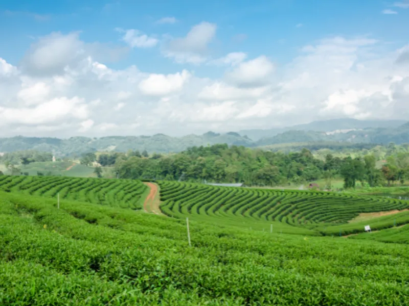 เที่ยวเชียงราย ไร่ชาฉุยฟุง