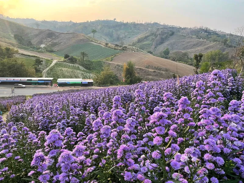 ไฮเดรนเยีย เขาค้อ