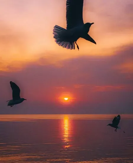 นกนางนวลบินบนท้องฟ้าตอนพระอาทิตย์กำลังตก