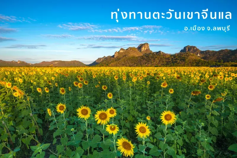 ที่เที่ยว 7 จุดหมายชมดอกไม้งาม ยามหนาวทั่วไทย ที่เที่ยว 7 จุดหมายชมดอกไม้งาม ยามหนาวทั่วไทย