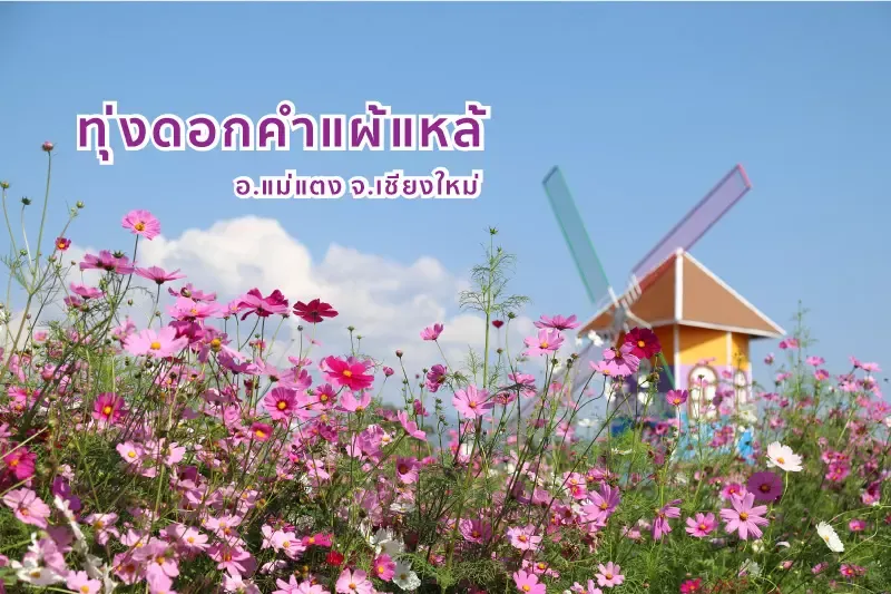 ที่เที่ยว 7 จุดหมายชมดอกไม้งาม ยามหนาวทั่วไทย ที่เที่ยว 7 จุดหมายชมดอกไม้งาม ยามหนาวทั่วไทย