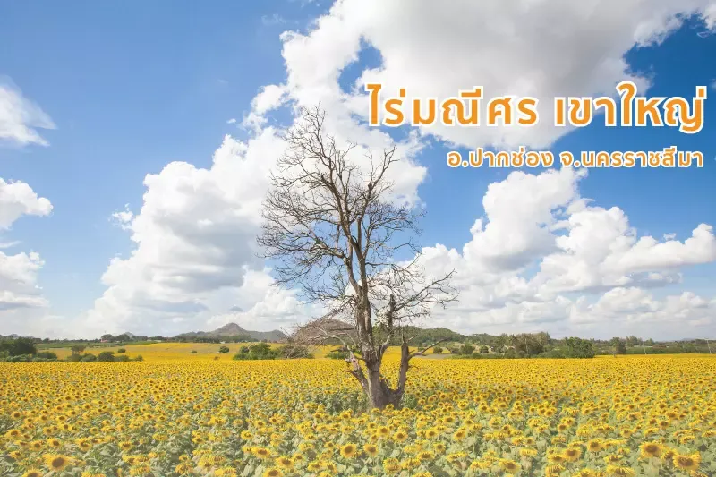 ที่เที่ยว 7 จุดหมายชมดอกไม้งาม ยามหนาวทั่วไทย ที่เที่ยว 7 จุดหมายชมดอกไม้งาม ยามหนาวทั่วไทย