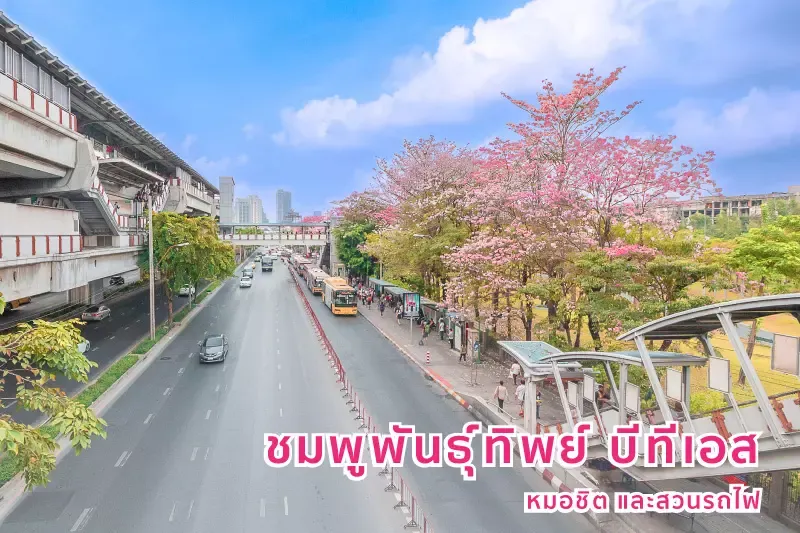 ชมดอกไม้สวย ชมพูพันธุ์ทิพย์ บีทีเอสหมอชิต และสวนรถไฟ ชมดอกไม้สวย ชมพูพันธุ์ทิพย์ บีทีเอสหมอชิต และสวนรถไฟ