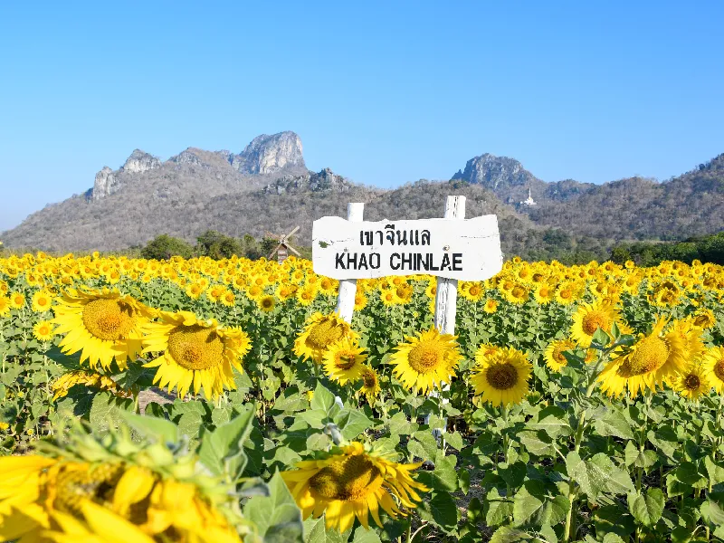 ทุ่งทานตะวัน เขาจีนแล