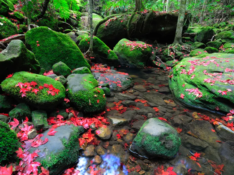 ใบเมเปิ้ลแดงที่ภูกระดึง