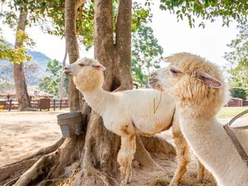 อัลปาก้าฮิลล์ Alpaca Hill