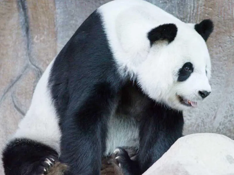 สวนสัตว์เชียงใหม่ ที่เที่ยวจังหวัดเชียงใหม่ เที่ยวสวนสัตว์