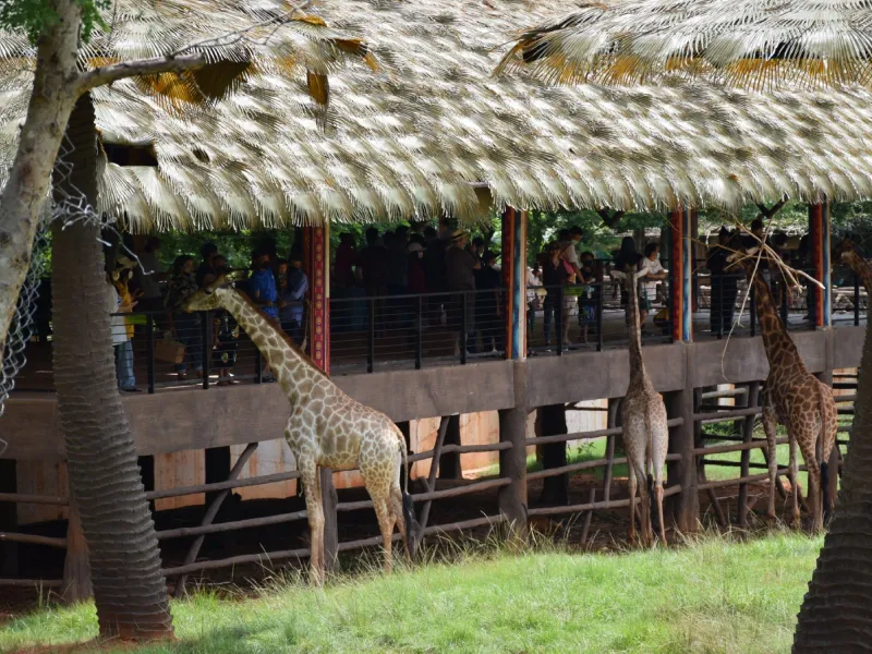 สวนสัตว์นครราชสีมา หรือ สวนสัตว์โคราช