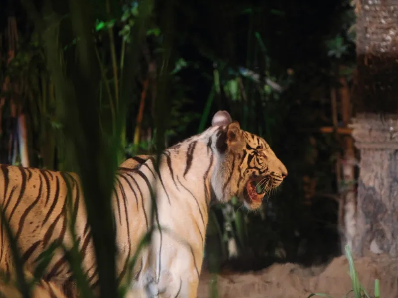 เชียงใหม่ไนท์ซาฟารี เที่ยวสวนสัตว์กลางคืน