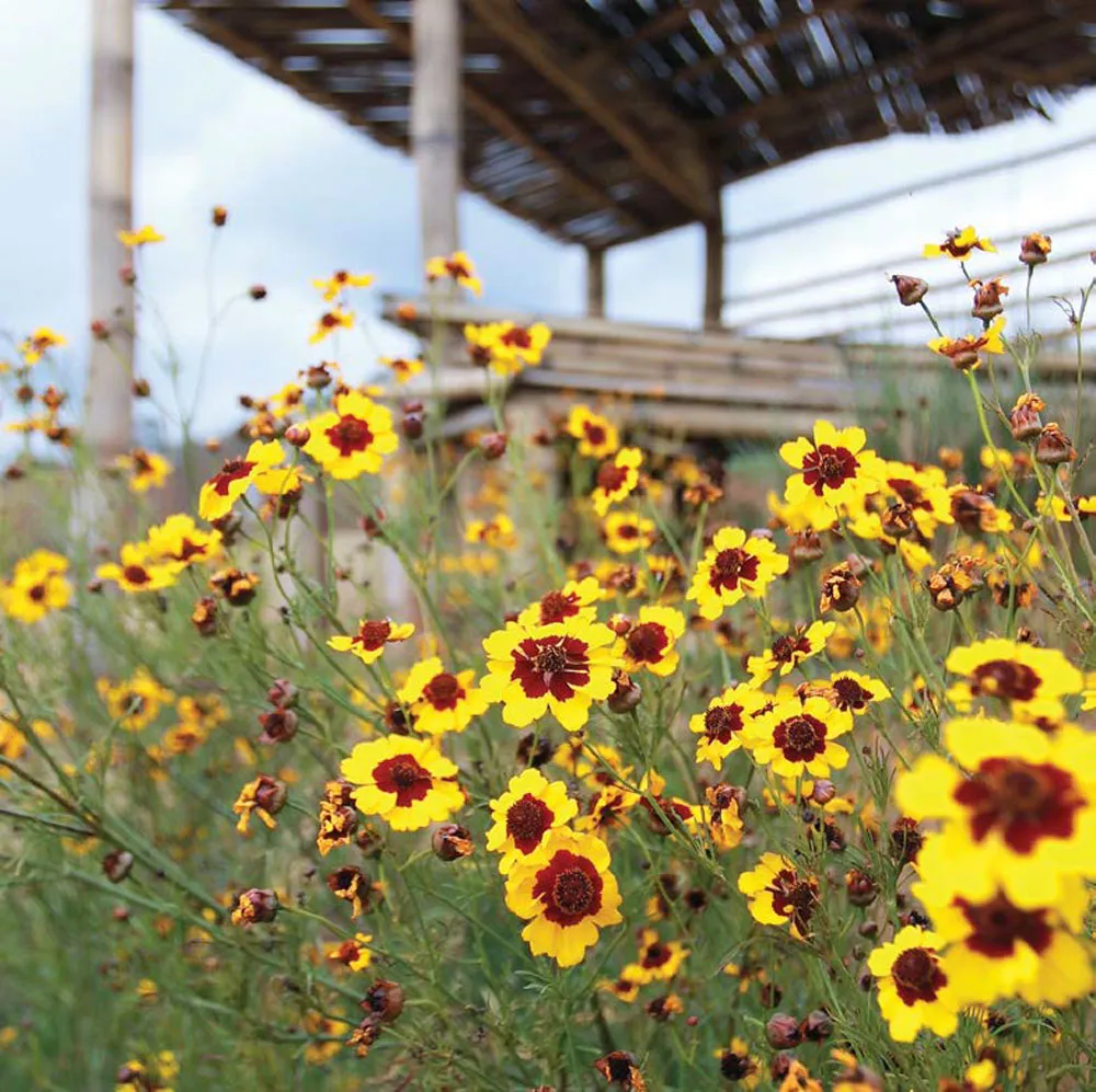 CHIANG-MAIS-TOP-3-SCENIC-ROUTES4