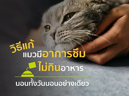 วิธีแก้แมวมีอาการซึม ไม่กินอาหาร นอนทั้งวันนอนอย่างเดียว วิธีแก้แมวมีอาการซึม ไม่กินอาหาร นอนทั้งวันนอนอย่างเดียว