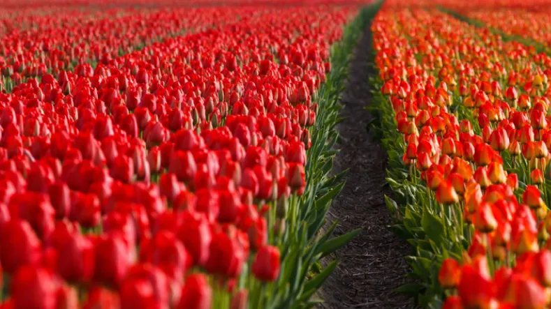 ชมดอกทิวลิป ณ สวนดอกไม้ที่ใหญ่ที่สุดในโลก Keukenhof Park