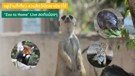 อยู่บ้านก็เที่ยวสวนสัตว์เปิดเขาเขียวได้